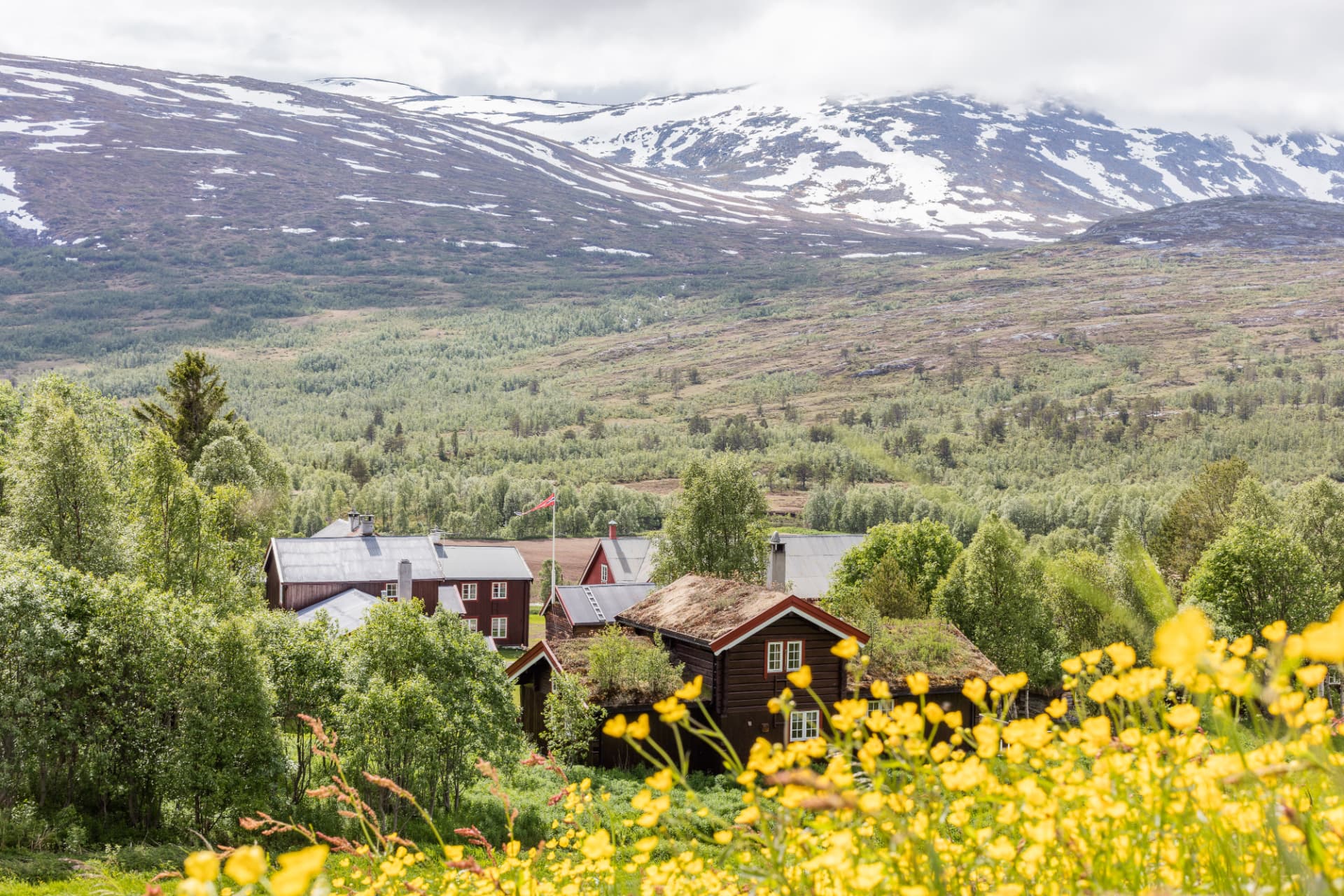 Tunet i Bortistu en sommerdag med smørblomster