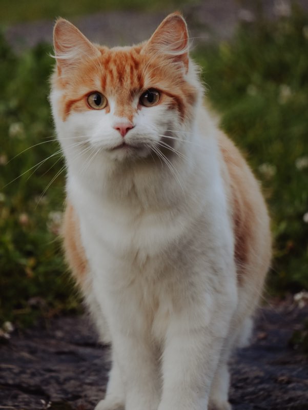 Gunnar